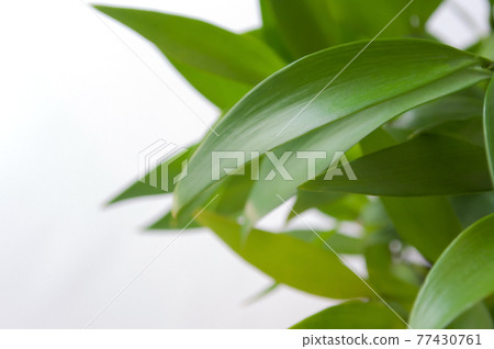 圖標自動對齊背景壁紙 77430761