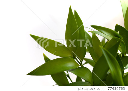 圖標自動對齊背景壁紙 77430763