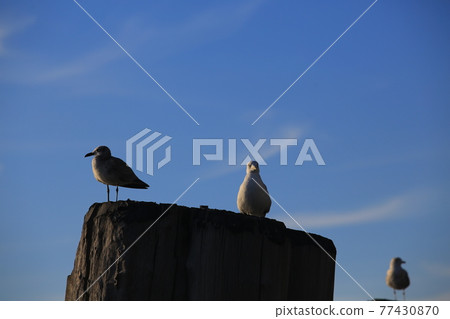 gulls flying in new york city harbor gulls flying in new york city harbor 77430870