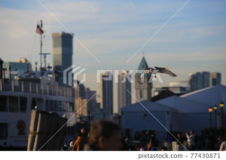 gulls flying in new york city harbor gulls flying in new york city harbor 77430871