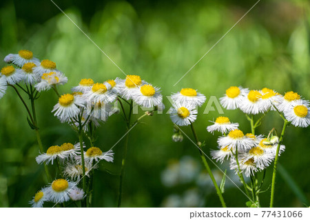 Halzion blooming in the field 77431066