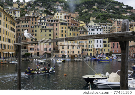 Camogli Fishing village in Liguria, located on the Riviera di Levante 77431190