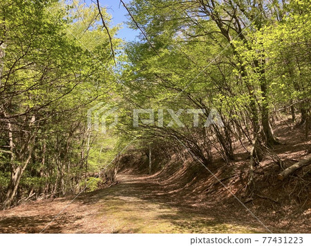 Forest road in spring 77431223