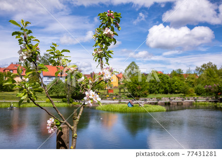 Blooming apple tree at Dinkelsbuhl Central Franconia Bavaria Germany 77431281