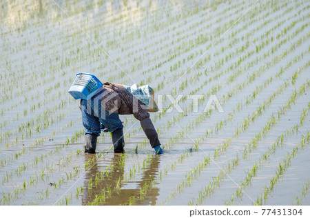 Hand-planted woman rice planting 77431304