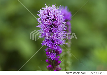 Purple Liatris flowers are in bloom. The scientific name is Liatris spicata. 77431348