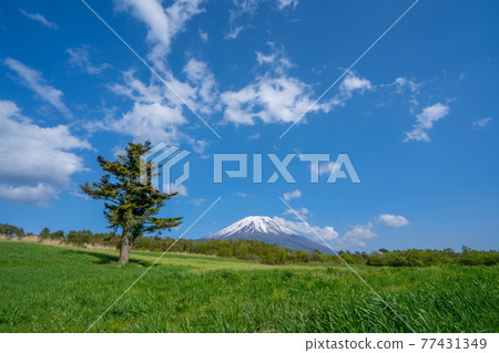 Prairie and Mt. Fuji 77431349
