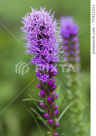 Purple Liatris flowers are in bloom. The scientific name is Liatris spicata. Purple Liatris flowers are in bloom. The scientific name is Liatris spicata. 77431351