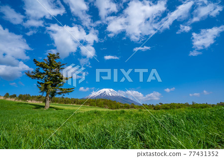 Prairie and Mt. Fuji 77431352