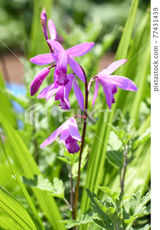 Silane (purple orchid) 77431439