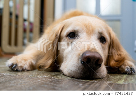 躺著的金毛獵犬 躺著的金毛獵犬 77431457