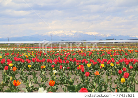 Tome City Road Station Yoneyama Tulip Field 77432621