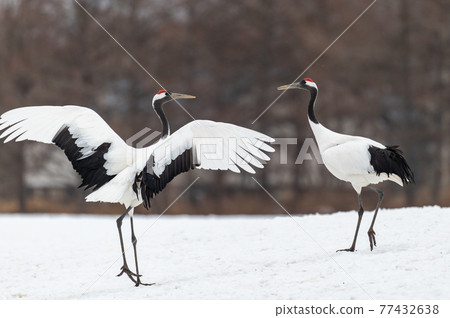 Winter scenery of Eastern Hokkaido, Japanese crane Winter scenery of Eastern Hokkaido, Japanese crane 77432638