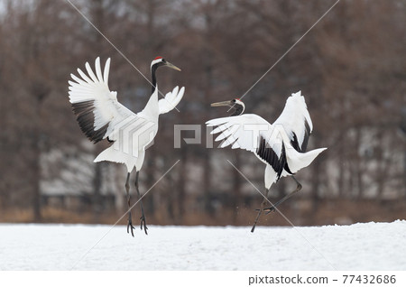 Winter scenery of Eastern Hokkaido, Japanese crane Winter scenery of Eastern Hokkaido, Japanese crane 77432686