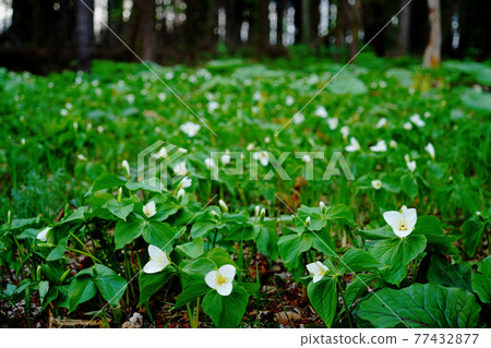 Trillium camschatus community 77432877