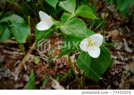 Ooba nano enlivis 77432878