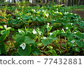 Trillium camschatus community 77432881
