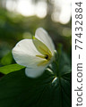 Trillium camschatus vertical composition 77432884