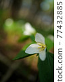 Trillium camschatus vertical composition 77432885