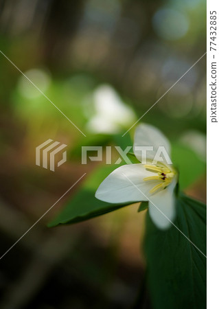Trillium camschatus vertical composition 77432885