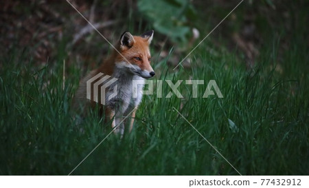 Wild Fox 77432912