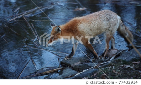 Wild Fox 77432914