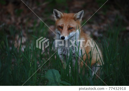 Wild Fox 77432918