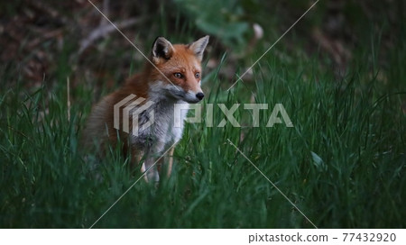 Wild Fox 77432920