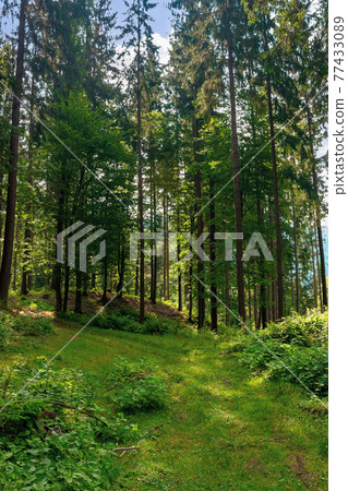 mixed forest on the sunny summer day. grassy ground in dappled light. freshness of the carpathian woods 77433089