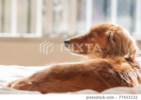 迷你臘腸狗肖像 迷你臘腸狗肖像 77433132