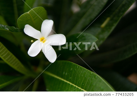 beautiful plumeria flower after the rain 77433205