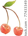 Twin cherries with leaves 77433349