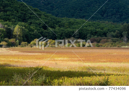 Odashirogahara, which turns into autumn leaves in Oku-Nikko, Nikko City, Tochigi Prefecture (September) 77434096