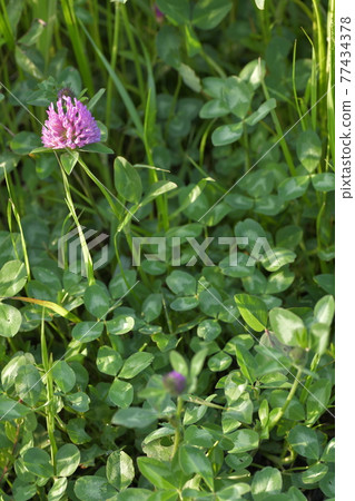 Murasakitetsukusa Murasakitetsukusa 77434378