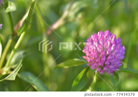 Murasakitetsukusa Murasakitetsukusa 77434379