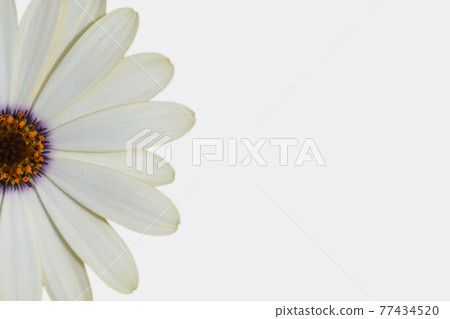 White flower background material_Presentation background with flowers White flower background material_Presentation background with flowers 77434520