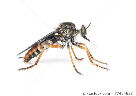 Image of the Asilidae are the robber fly family, also called assassin flies. on white background. Insect. Animal 77434658