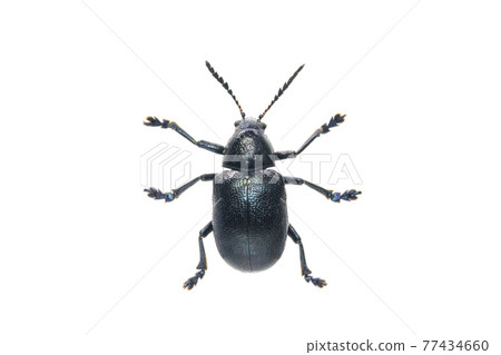 Image of blue milkweed beetle isolated on white background. From top view. Insect. Animal. 77434660