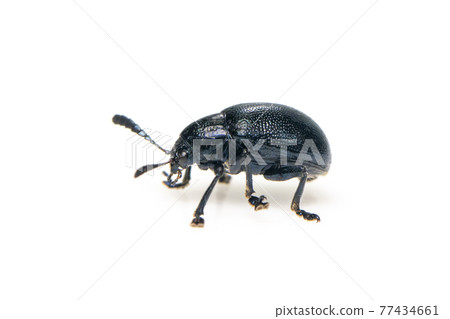 Image of blue milkweed beetle isolated on white background. Insect. Animal. Image of blue milkweed beetle isolated on white background. Insect. Animal. 77434661