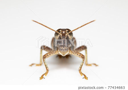 Image of white-banded grasshopper(stenocatantops splendens) isolated on white background. insect. Brown grasshopper Image of white-banded grasshopper(stenocatantops splendens) isolated on white background. insect. Brown grasshopper 77434663
