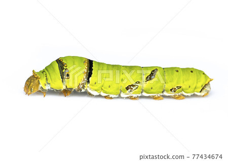Image of lime butterfly caterpillar isolated on white background. Insect. Animal. Green worm 77434674