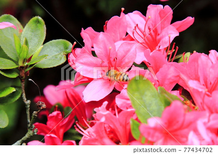 Shiofune Kannonji Azalea in full bloom 77434702