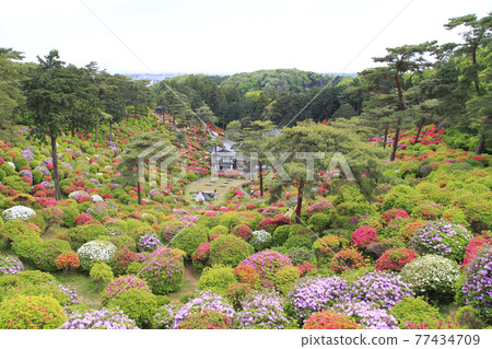 盛開的鹽船觀音寺杜鵑花 77434709