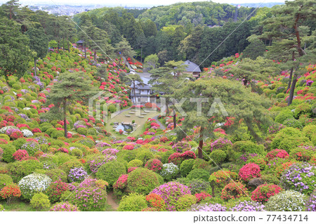 Shiofune Kannonji Azalea in full bloom 77434714
