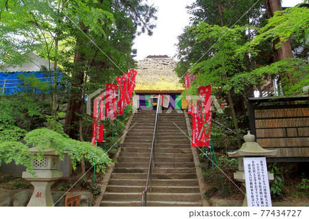 盛開的鹽船觀音寺杜鵑花 77434727