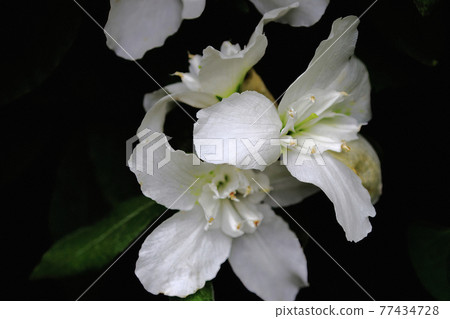 盛開的鹽船觀音寺杜鵑花 77434728