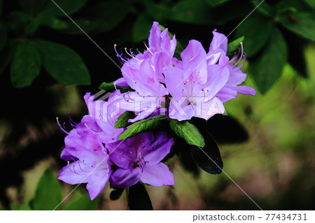 Shiofune Kannonji Azalea in full bloom 77434731