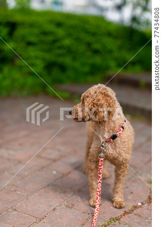 Toy poodle red Toy poodle red 77434808