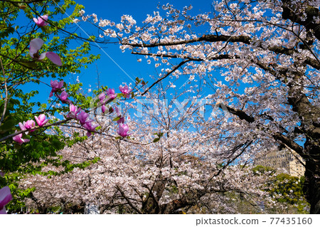 東京都千代田區千鳥淵 長廊上的一排櫻花樹 東京都千代田區千鳥淵 長廊上的一排櫻花樹 77435160