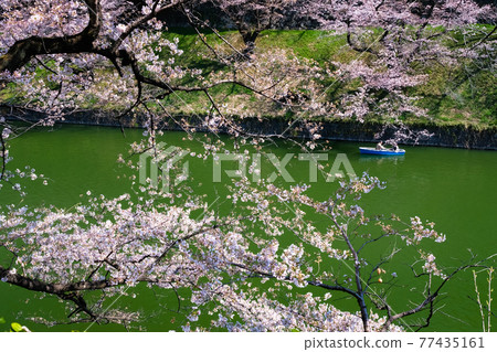 東京都千代田區千鳥淵的櫻花 東京都千代田區千鳥淵的櫻花 77435161
